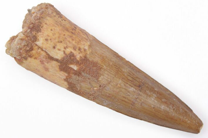 Fossil Spinosaurus Tooth - Real Dinosaur Tooth #206157